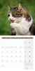 Bild von Ackermann Kunstverlag: Katzen Kalender 2025 - 30x30