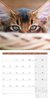 Bild von Ackermann Kunstverlag: Katzen Kalender 2025 - 30x30