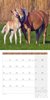 Bild von Ackermann Kunstverlag: Pferde Kalender 2025 - 30x30
