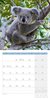 Bild von Ackermann Kunstverlag: Koalas Kalender 2025 - 30x30