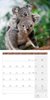 Bild von Ackermann Kunstverlag: Koalas Kalender 2025 - 30x30
