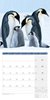 Bild von Ackermann Kunstverlag: Pinguine Kalender 2025 - 30x30