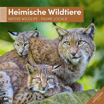 Bild von Ackermann Kunstverlag: Heimische Wildtiere Kalender 2025 - 30x30