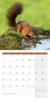 Bild von Ackermann Kunstverlag: Heimische Wildtiere Kalender 2025 - 30x30