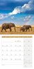 Bild von Ackermann Kunstverlag: Elefanten Kalender 2025 - 30x30