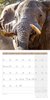 Bild von Ackermann Kunstverlag: Elefanten Kalender 2025 - 30x30