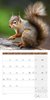 Bild von Ackermann Kunstverlag: Eichhörnchen Kalender 2025 - 30x30