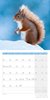 Bild von Ackermann Kunstverlag: Eichhörnchen Kalender 2025 - 30x30